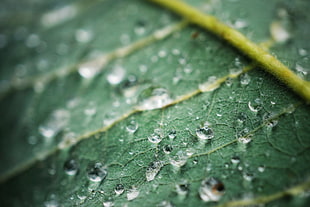 close up photo of water drops on green leaf