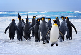 group of penguin near shoreline