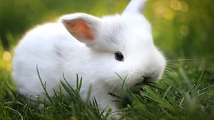 white rabbit, nature