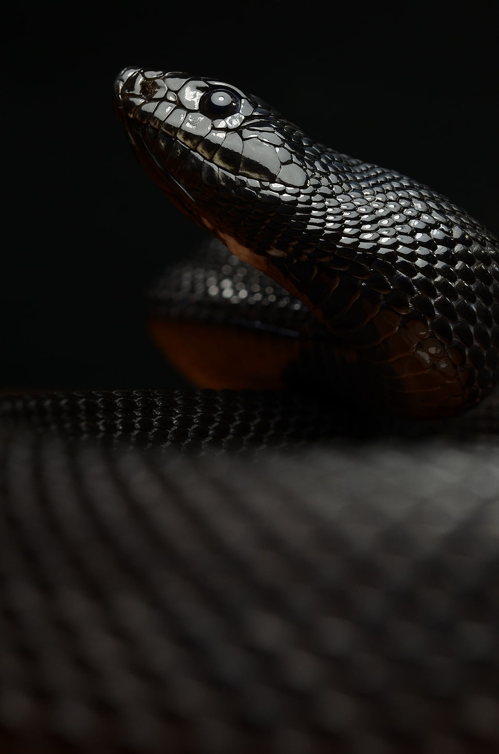 black mamba, reptiles, snake, macro HD wallpaper
