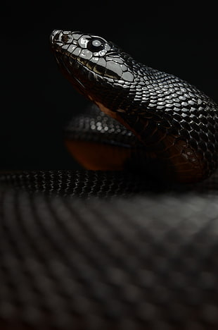 black mamba, reptiles, snake, macro