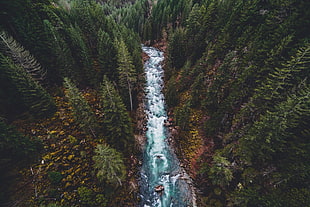 aerial view photo of body of water and forest