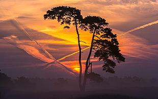 silhouette tree, trees, sunset HD wallpaper
