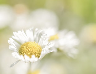 focus photography white petaled floral HD wallpaper