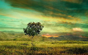 green tree, landscape, nature