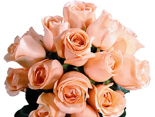 beige rose flower arrangement HD wallpaper