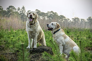 two yellow Labrador Retriever dogs near tall trees at daytime