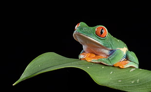 red eyed frog on leaf