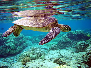 turtle swimming in the ocean HD wallpaper