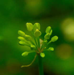 green cluster flower buds