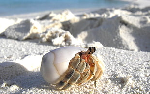 white and brown crab with shell crawls on white sand