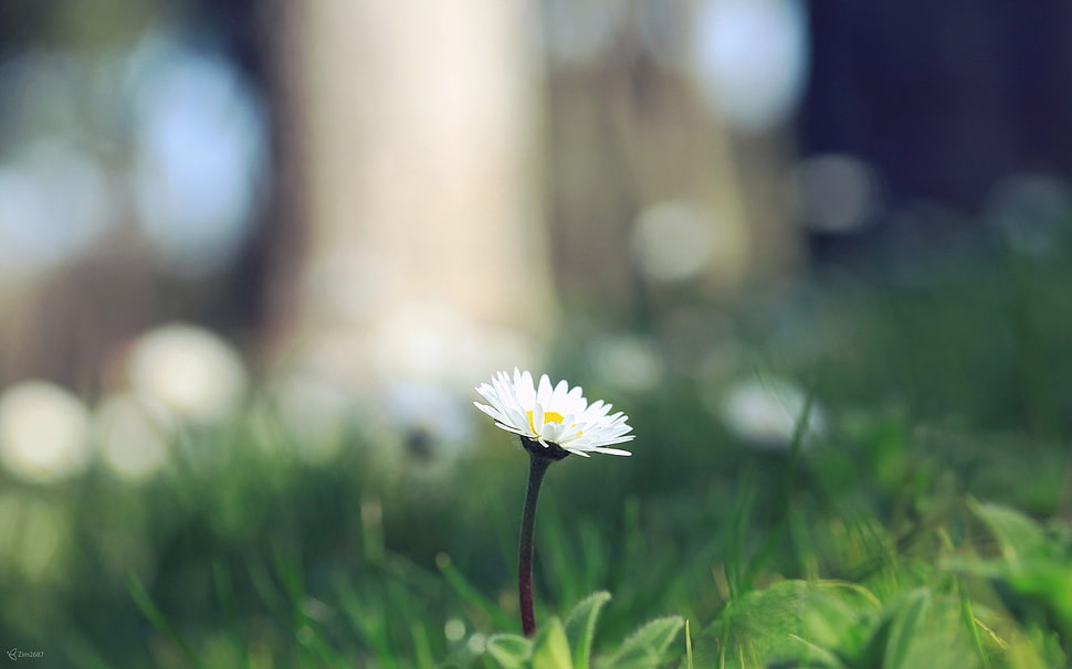 white Daisy closeup photo HD wallpaper