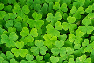 green clover leafs HD wallpaper