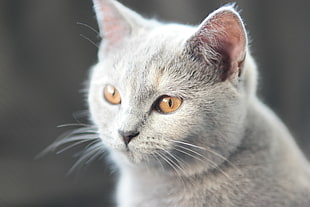 British short-fur cat HD wallpaper