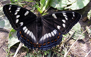 closeup photo of black, white, brown, and blue butterfly perch on green leaf plant during day time