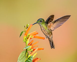 green hummingbird collecting nectar on orange petaled flower, fawn-breasted brilliant HD wallpaper