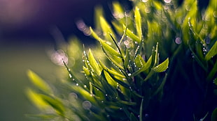 selective photo of flower HD wallpaper