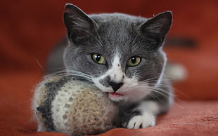 shallow capture photography of gray an white cat playing with brown knit ball toy