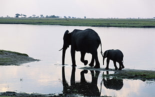 Elephant with baby elephant on body of water