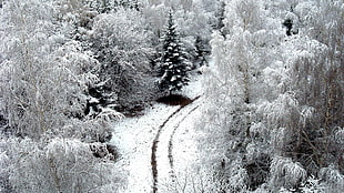 aerial photography of tress covered in snow