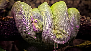 close up photograph of purple and green Python
