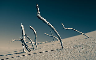 landscape, desert, sand, depth of field HD wallpaper