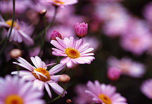 purple daisy flower capturing using DSLR camera auto focus