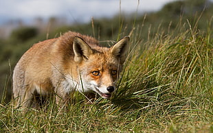 wildlife photography of fox on green grass
