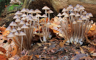 photo of brown-and-white mushrooms