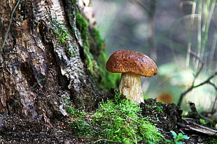 Fungus,  Wood,  Moss,  Bark