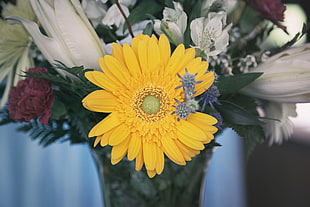 yellow Gerbera daisy, Flower, Yellow, Bud