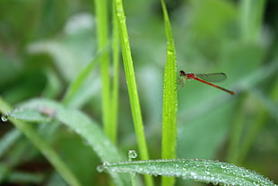 red Damsel fly on green leaf