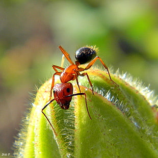 fire ant on cactus during daytime HD wallpaper