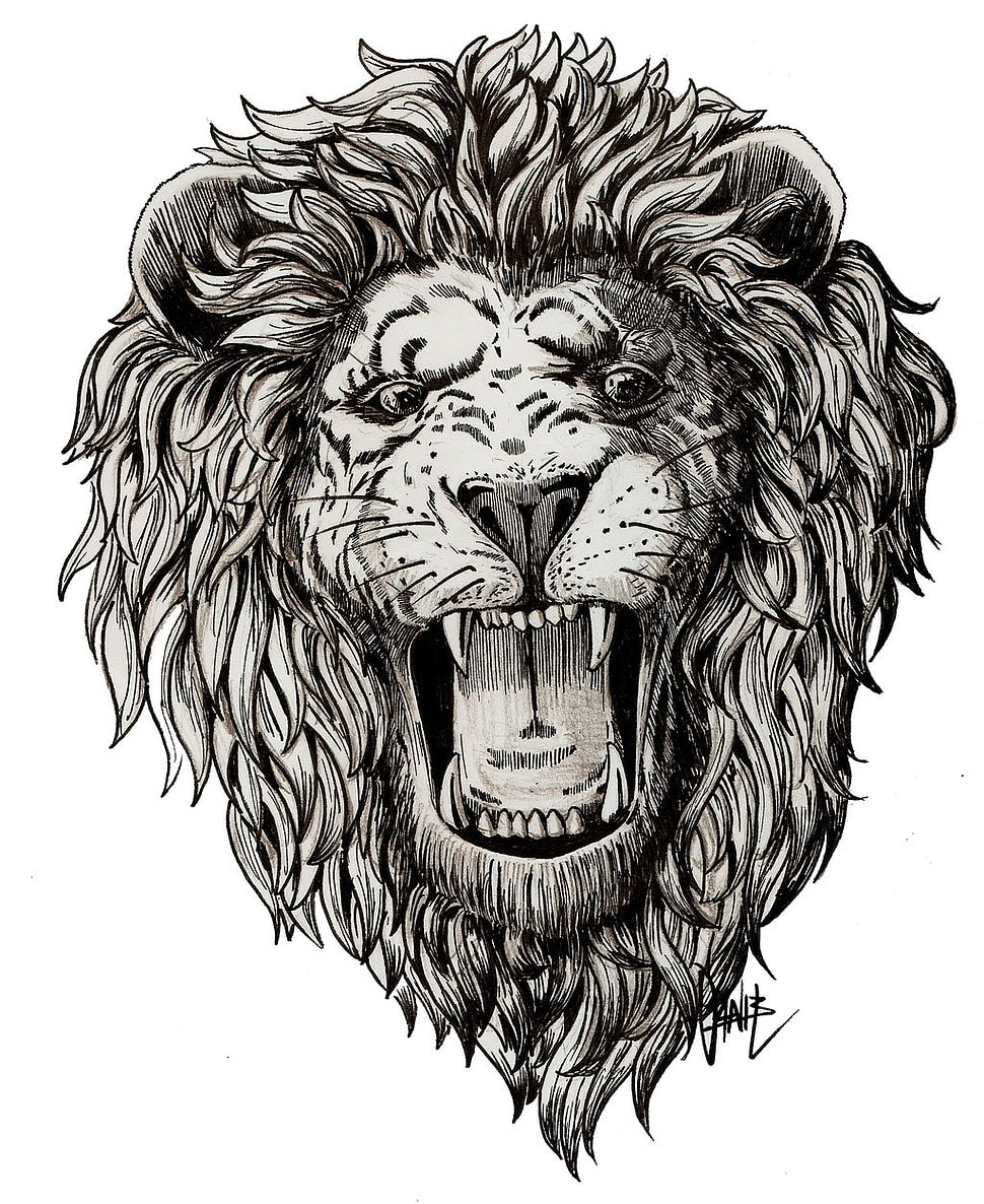 Lion illustration HD wallpaper