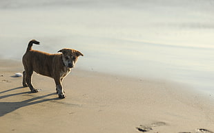 brown Indian Pariah puppy walking beside beach