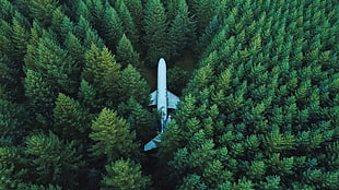 white passenger plane surrounded by green trees