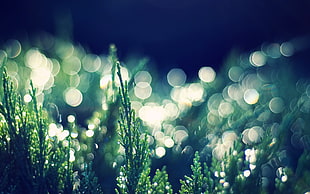 photo of green grass with bokeh lights background