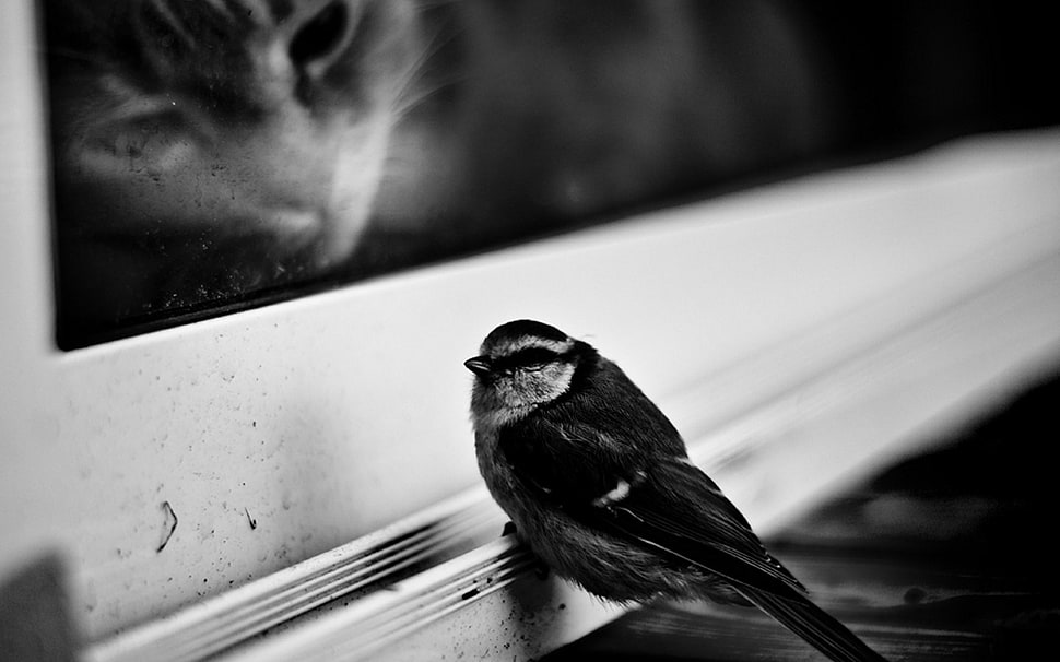 photography of grayscale bird HD wallpaper