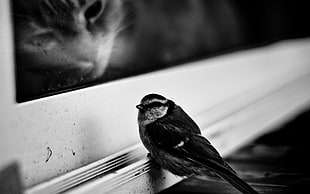 photography of grayscale bird