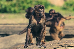 black monkey, Monkey, Marmoset, Zoo HD wallpaper