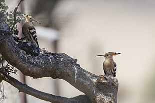 two brown long beak birds perching on tree branch, upupa epops