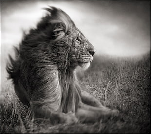 grayscale photography of lion, nature, love, lion, monochrome