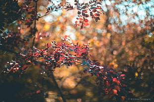 selective focus photography of red leaf tree