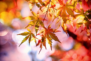 selective photography of Maple leaves HD wallpaper
