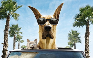 short-coated tan dog and black wayfarer sunglasses, dog, cat, sunglasses, movies