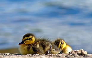 selective focus photography of two ducklings