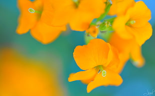 macro photography of yellow petaled flower HD wallpaper