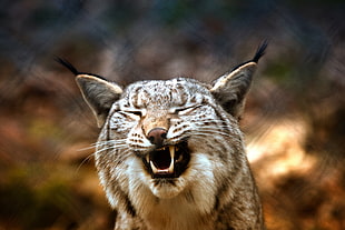brown and white lynx