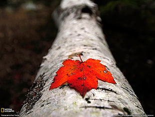 maple leaf, nature, National Geographic, leaves HD wallpaper