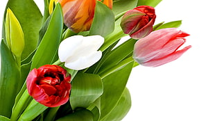 red and pink Tulip flowers in closeup photo